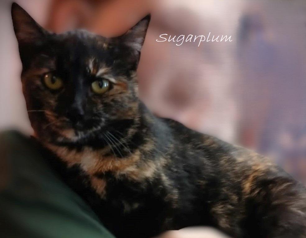 Sugarplum, Young Female Domestic Short Hair