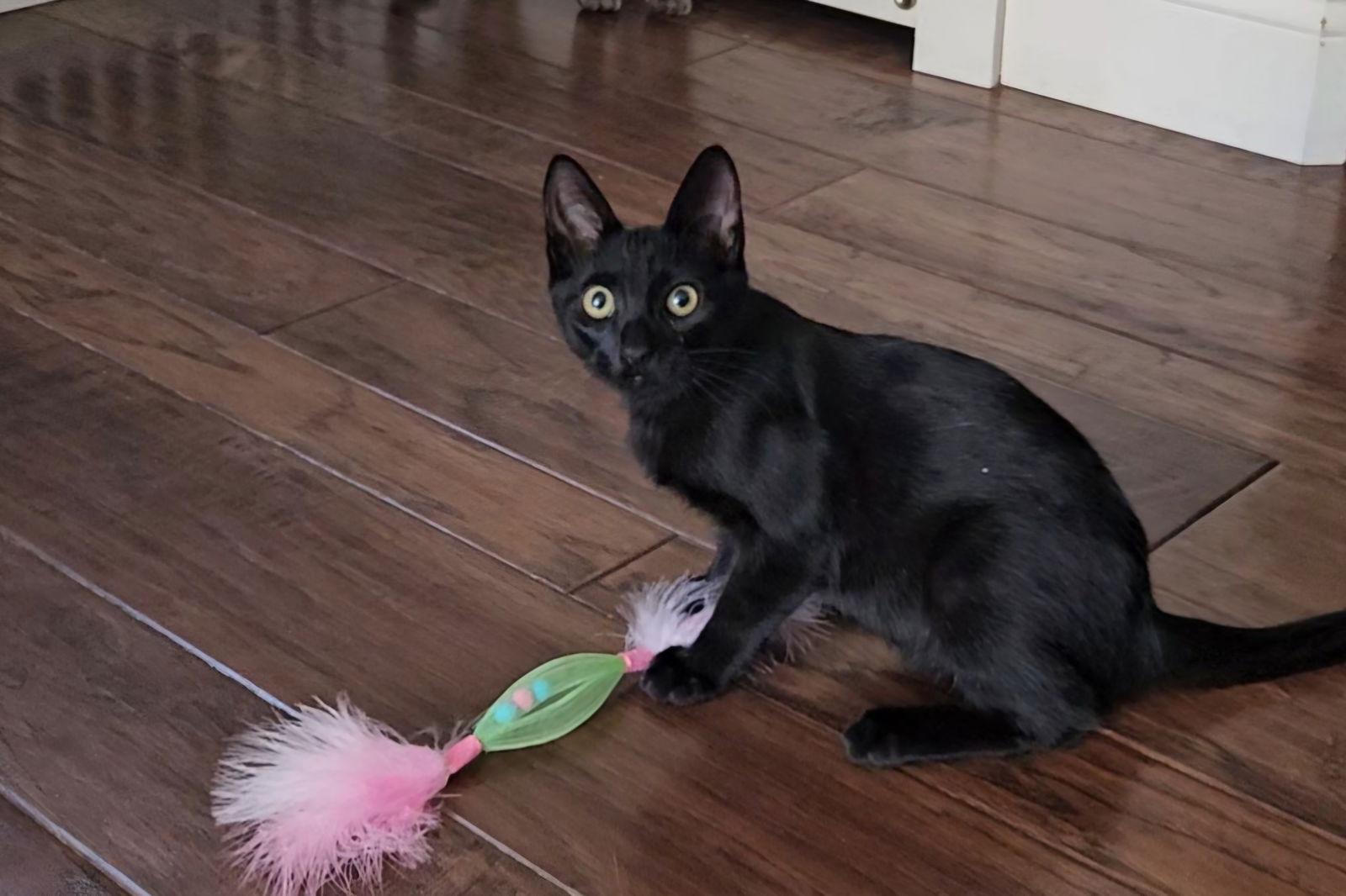 Apollo, Adoptable, Kitten Male Domestic Short Hair.