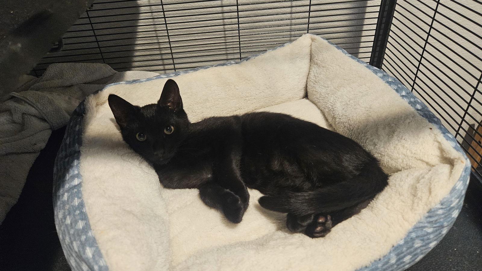 Enlarge Apollo, a Adoptable Domestic Short Hair in Antioch, CA image 2/3