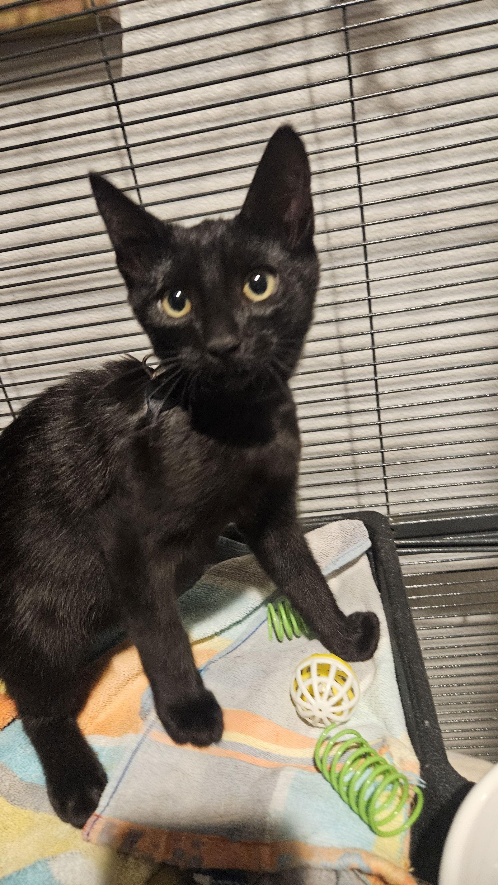 Enlarge Apollo, a Adoptable Domestic Short Hair in Antioch, CA image 3/3