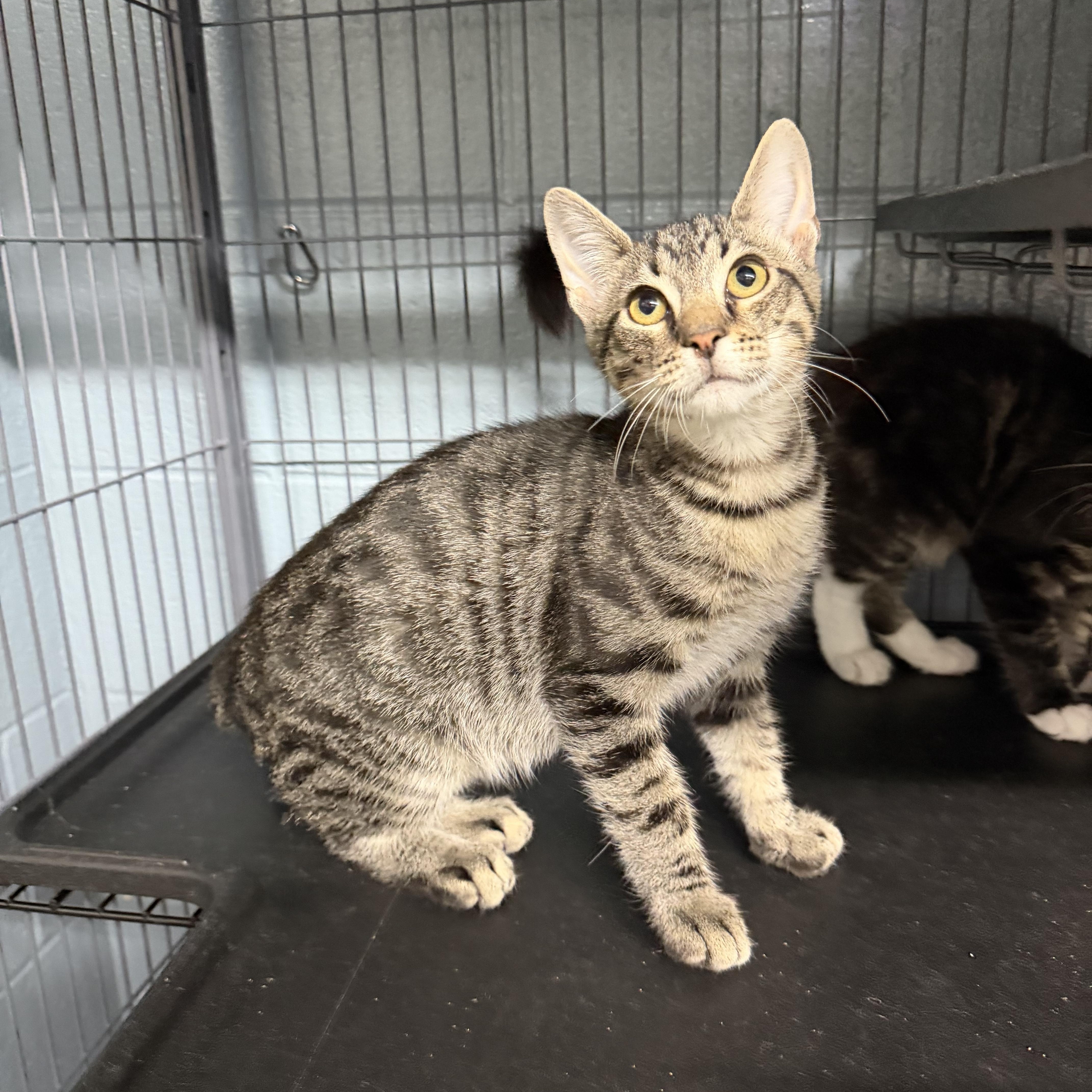 Scottie, a ADOPTABLE Domestic Short Hair in Albemarle, NC image 1/3