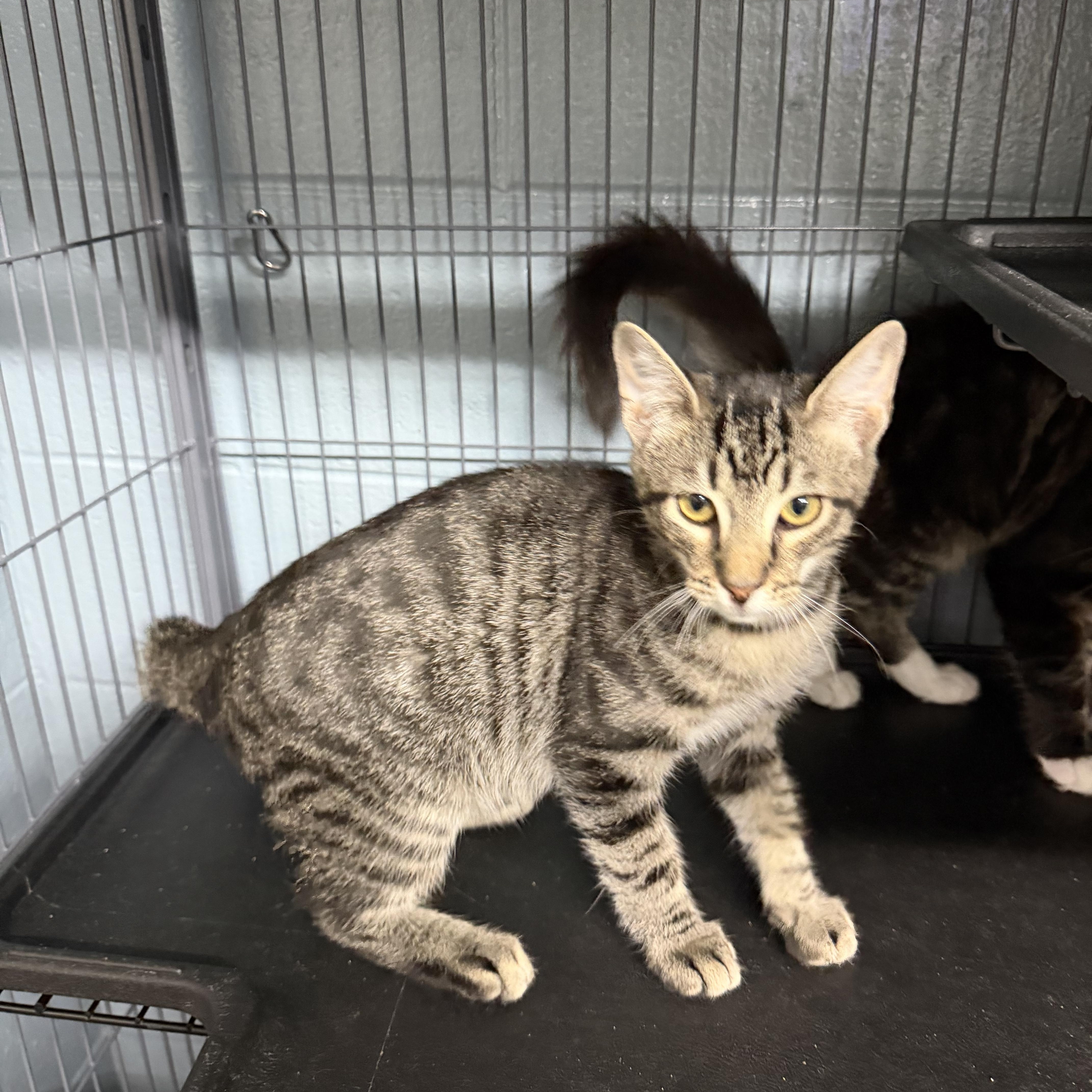 Scottie, a ADOPTABLE Domestic Short Hair in Albemarle, NC image 2/3