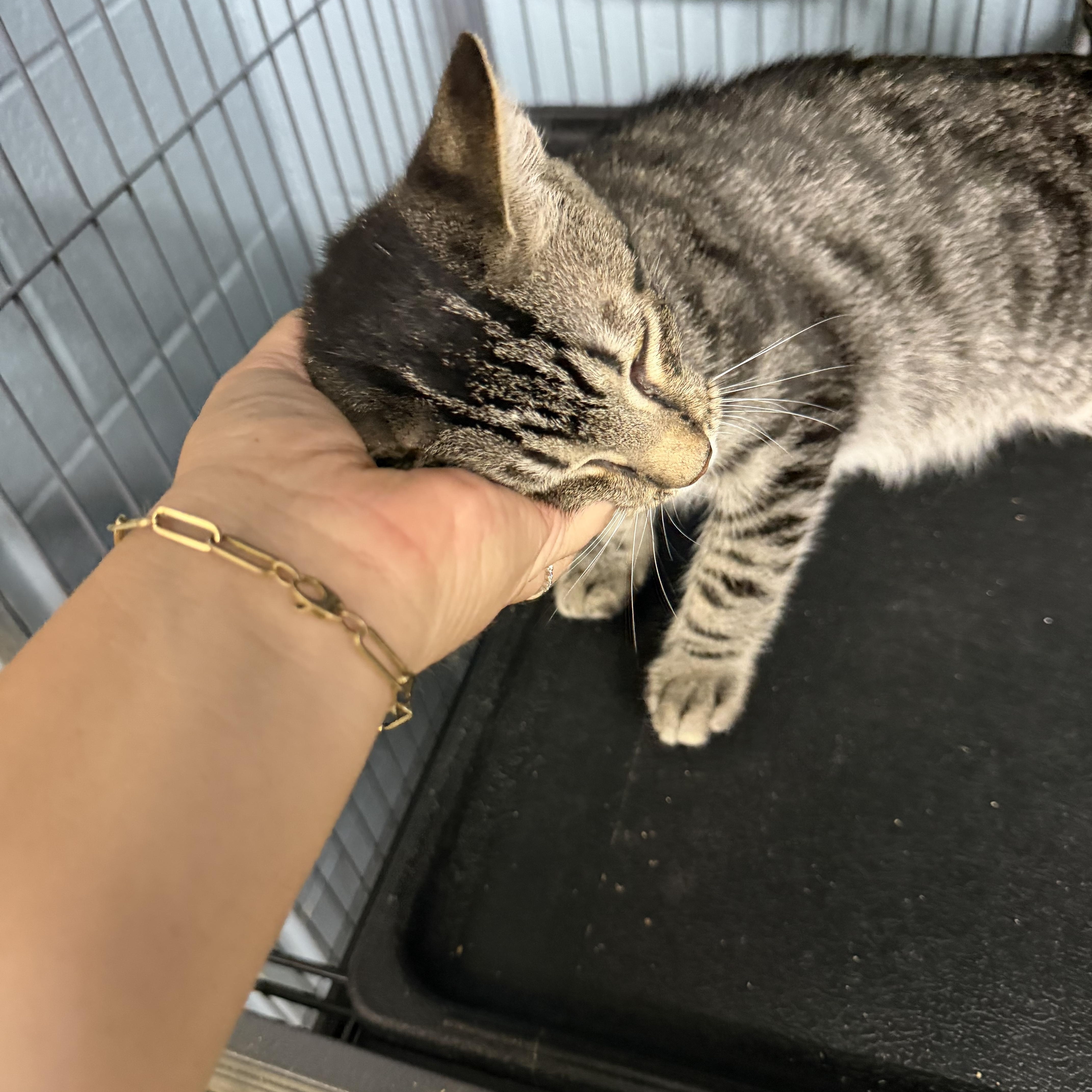 Scottie, a ADOPTABLE Domestic Short Hair in Albemarle, NC image 3/3