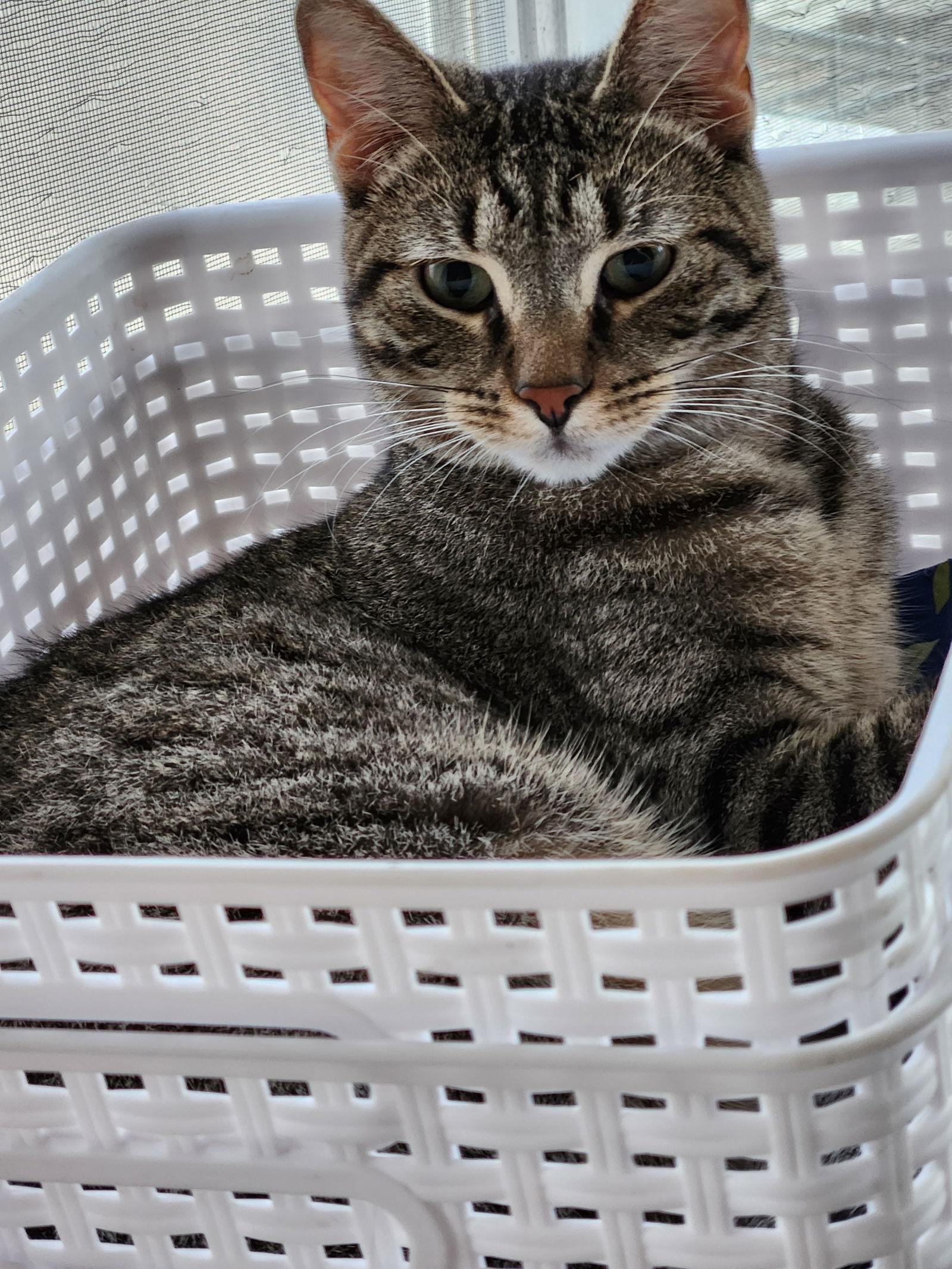 Theo, a Adoptable Domestic Short Hair in Ocean Pines, MD image 1/2