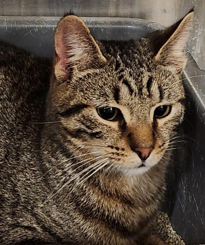 Theo, a Adoptable Domestic Short Hair in Ocean Pines, MD image 2/2