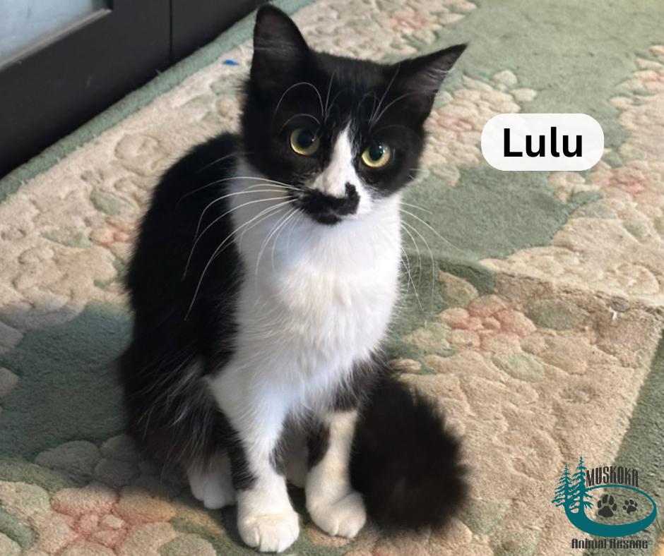 Lulu!, an adopted Domestic Medium Hair in Huntsville, ON image 1/3