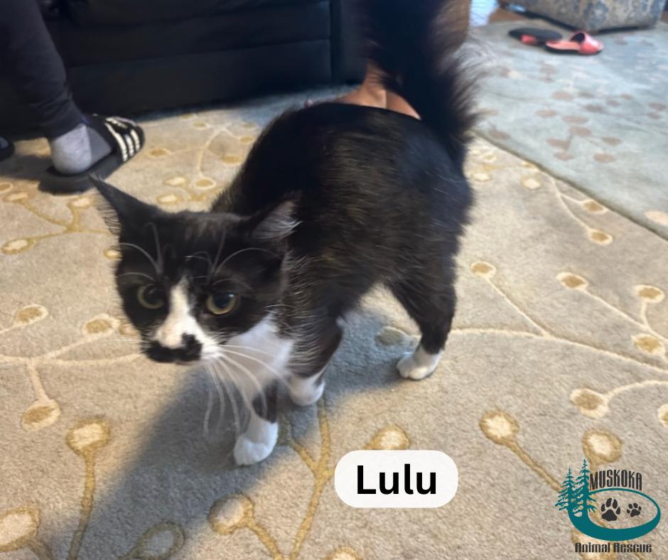 Lulu!, an adopted Domestic Medium Hair in Huntsville, ON image 2/3
