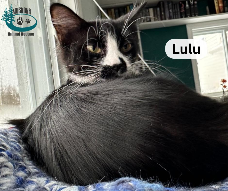 Lulu!, an adopted Domestic Medium Hair in Huntsville, ON image 3/3