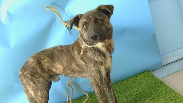 Enlarge ROSCOE, a Adoptable mixed breed in Gardena, CA image 1/1