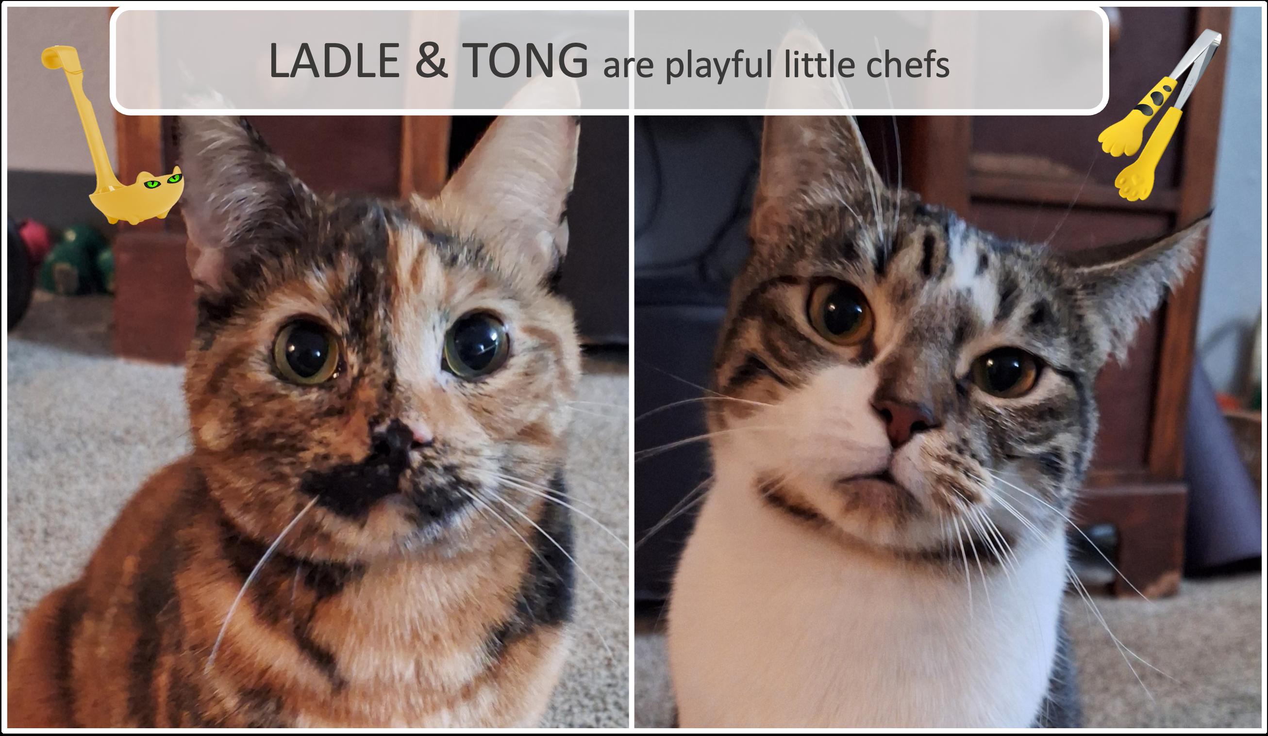 Enlarge Ladle & Tong, a ADOPTABLE mixed breed in Cincinnati, OH image 1/5