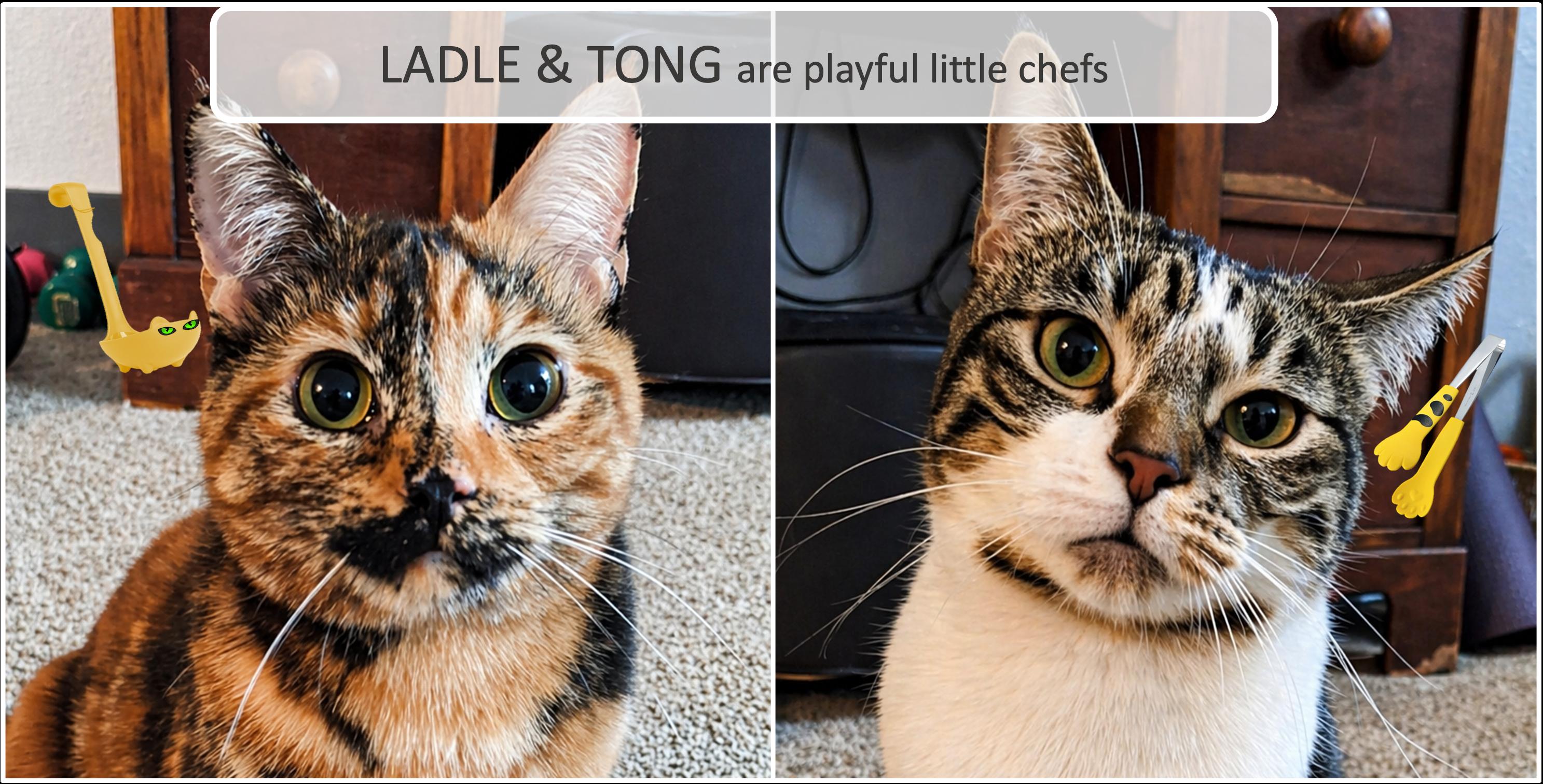 Ladle & Tong, ADOPTABLE, Young Female Tortoiseshell.