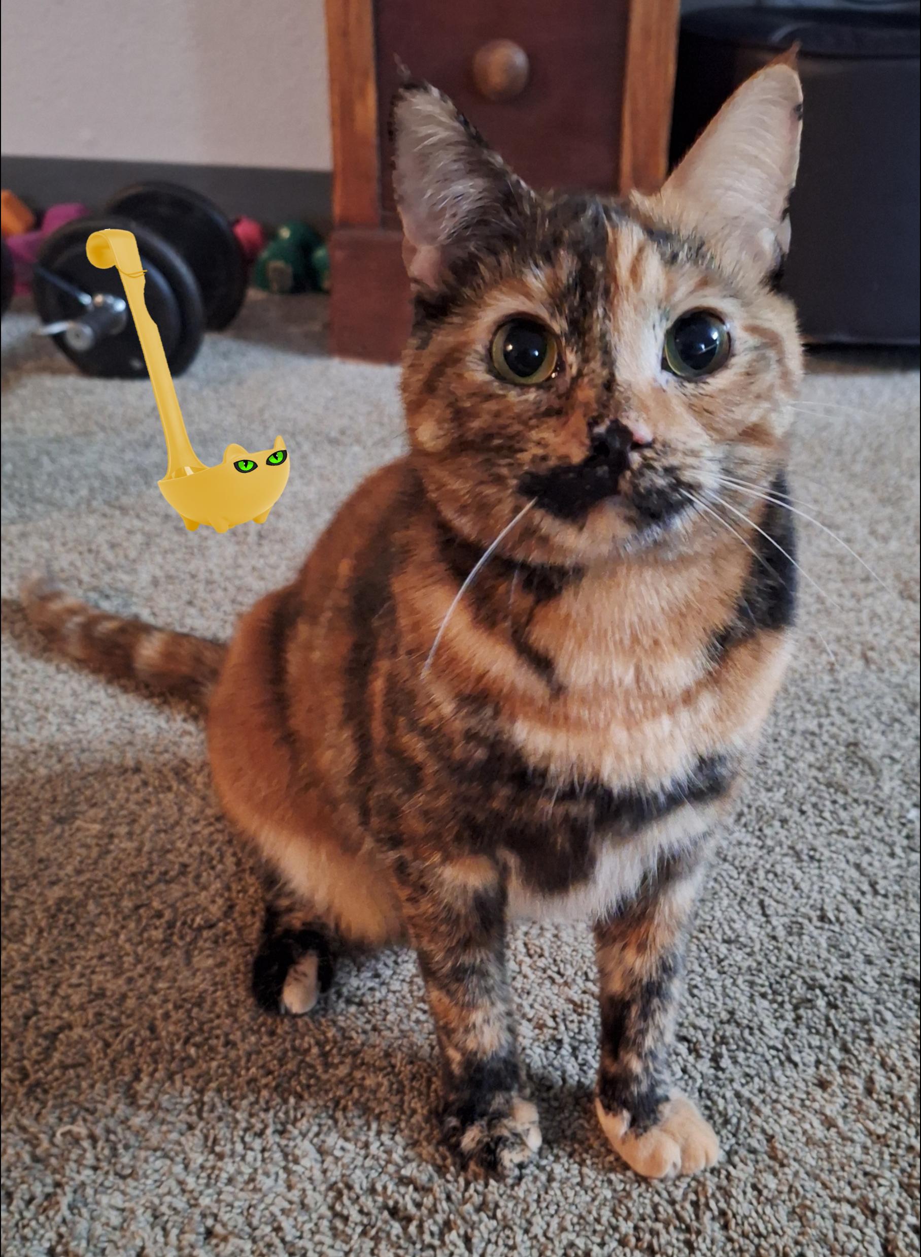 Enlarge Ladle & Tong, a ADOPTABLE mixed breed in Cincinnati, OH image 2/5