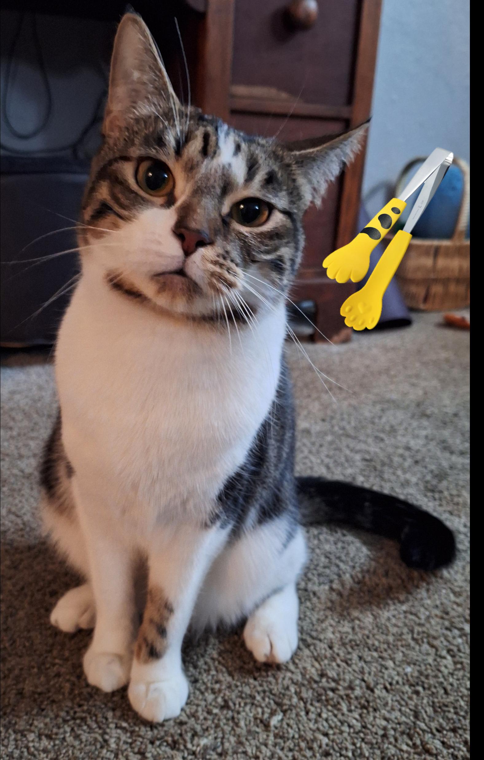 Enlarge Ladle & Tong, a ADOPTABLE mixed breed in Cincinnati, OH image 3/5