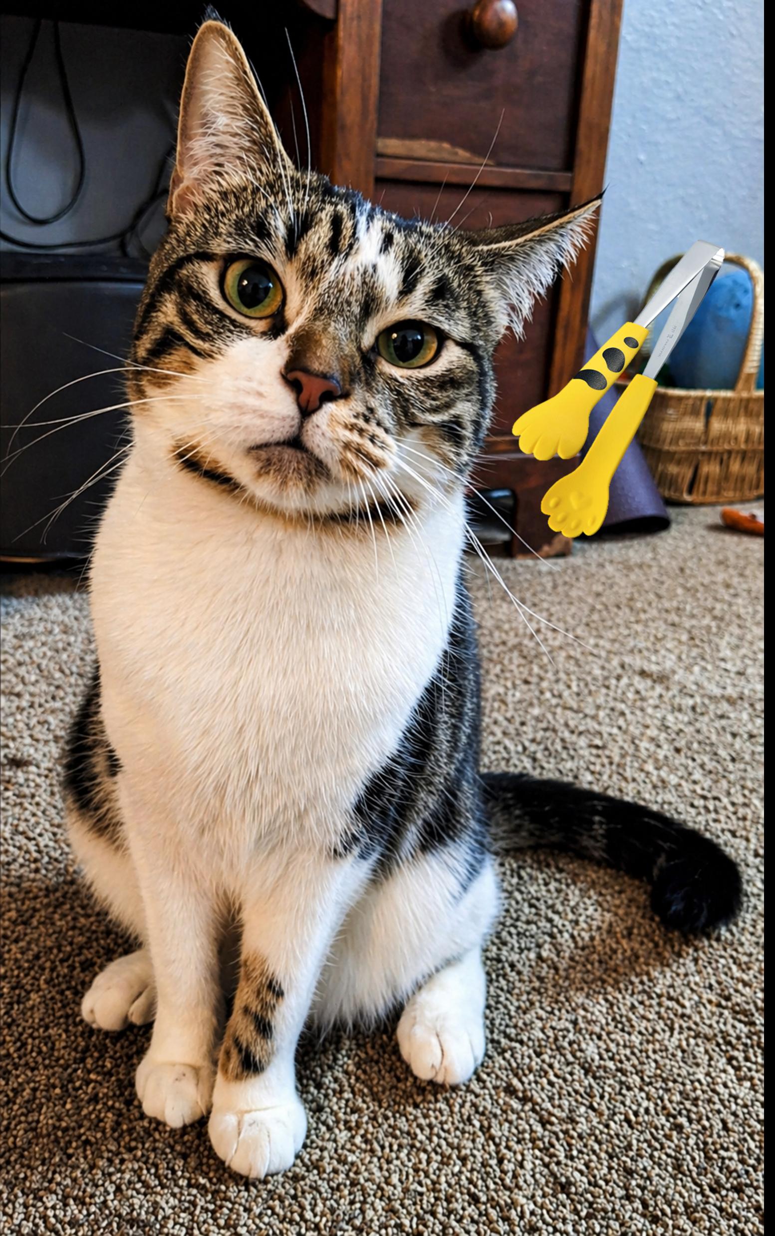 Enlarge Ladle & Tong, a ADOPTABLE mixed breed in Cincinnati, OH image 4/4