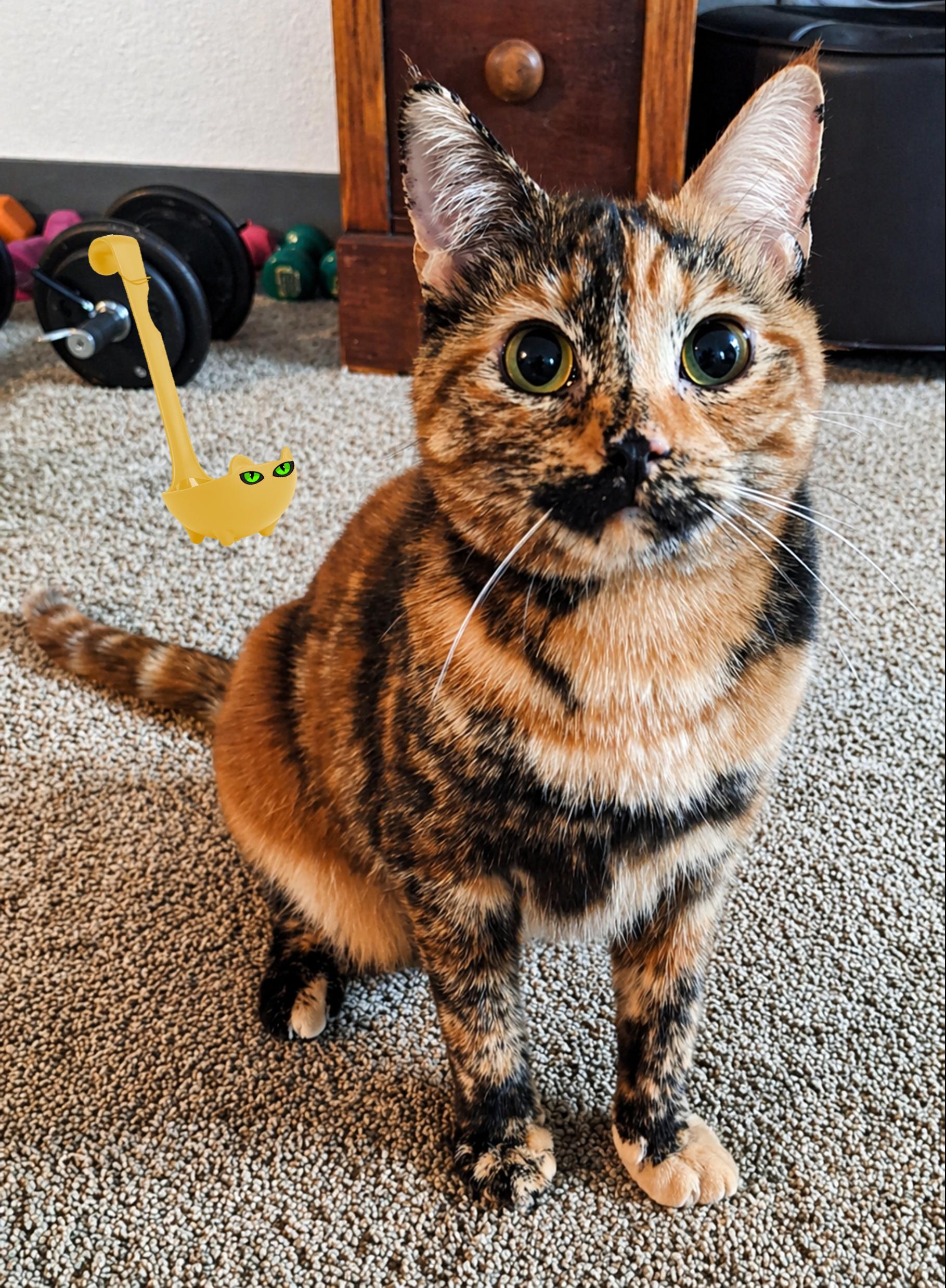 Enlarge Ladle & Tong, a ADOPTABLE mixed breed in Cincinnati, OH image 3/4