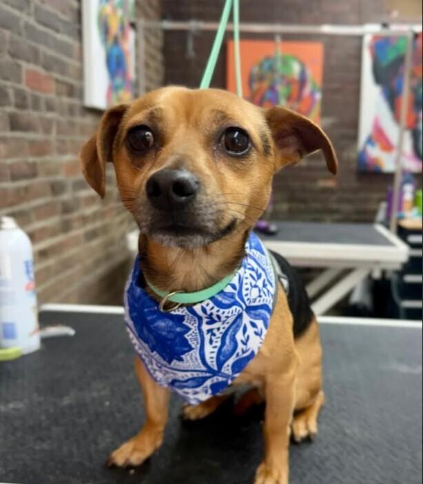 Griffin, Adopted, Adult Male Dachshund & Terrier.