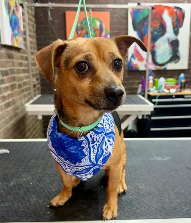 Enlarge Griffin, a Adopted mixed breed in Evansville, IN image 2/2