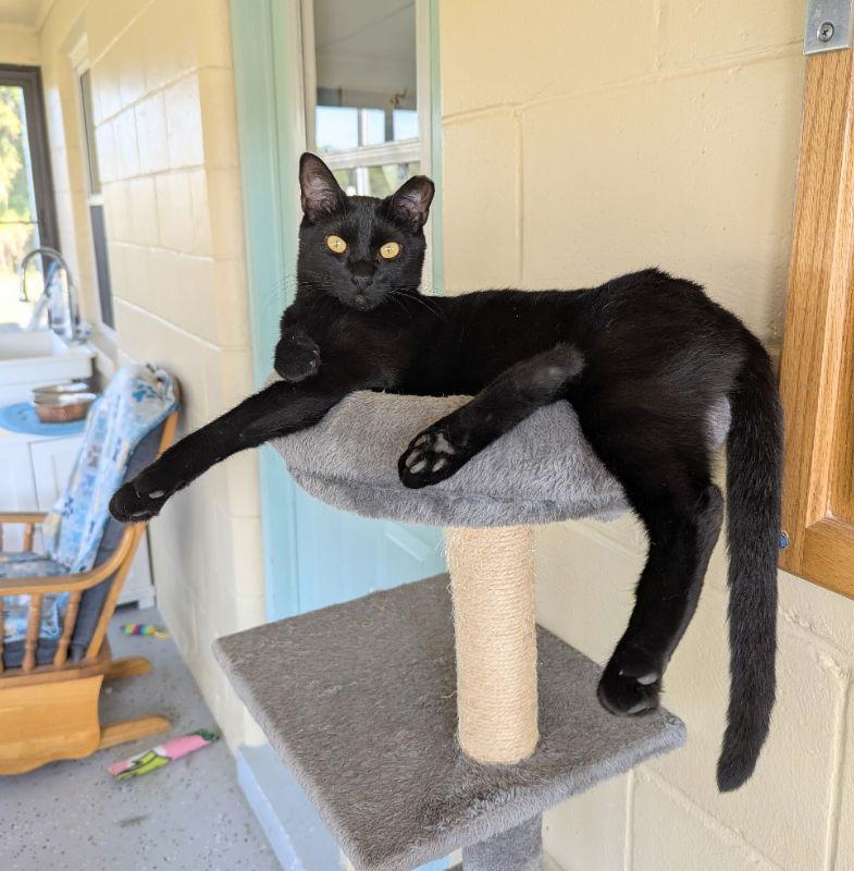 Enlarge Thundera, a Adoptable mixed breed in Ocala, FL image 1/3