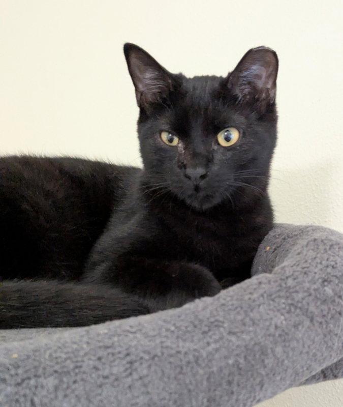 Thundera, a Adoptable mixed breed in Ocala, FL image 2/3
