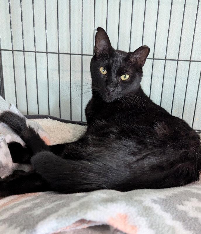 Enlarge Thundera, a Adoptable mixed breed in Ocala, FL image 3/3