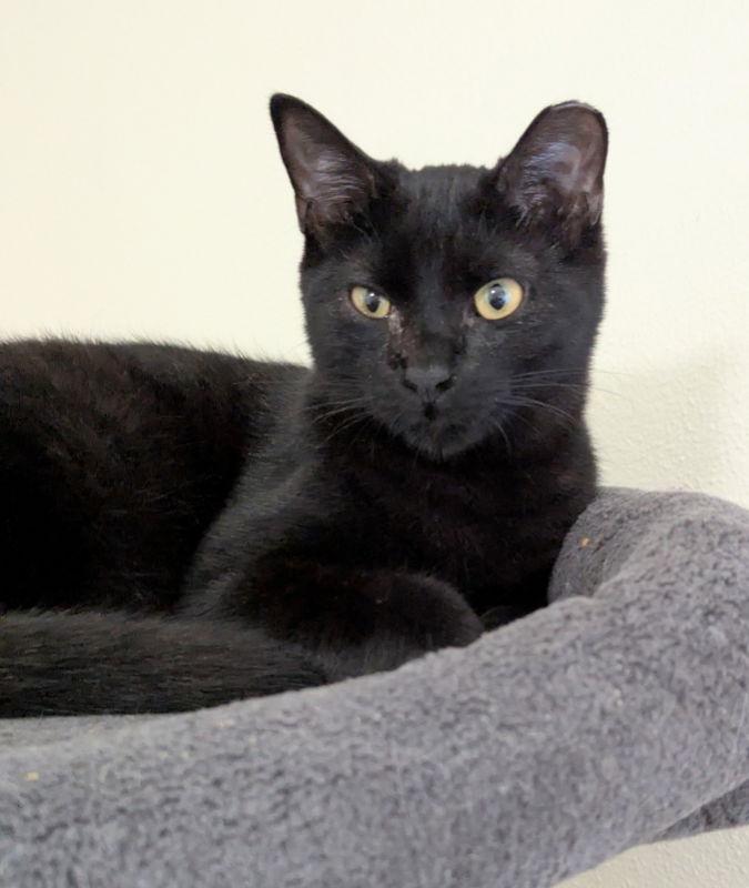 Enlarge Thundera, a Adoptable mixed breed in Ocala, FL image 2/3