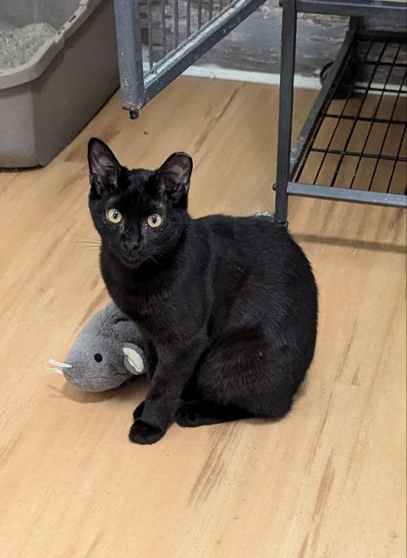 Thundera, Adoptable, Young Female Domestic Short Hair & Bombay.