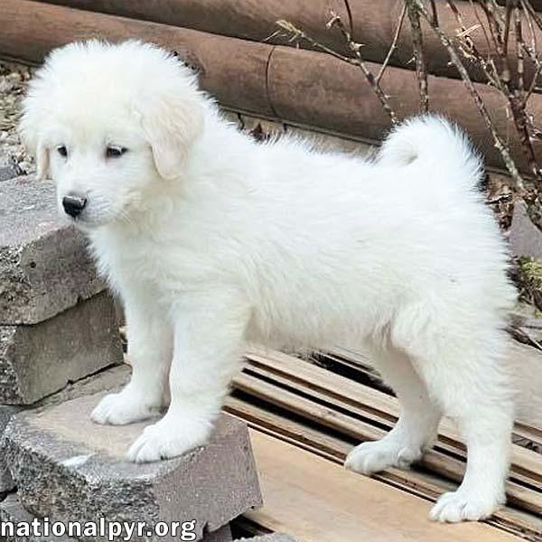 Alice in OH - Confident, Wiggly & Playful!