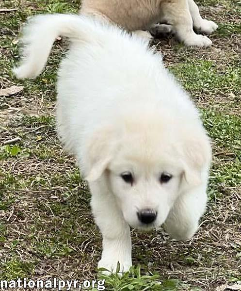 Alice in OH - Confident, Wiggly & Playful!