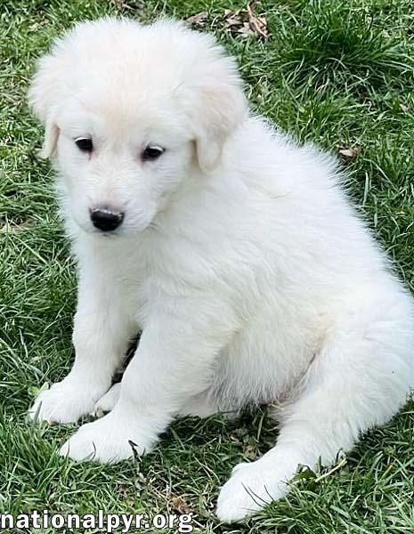 Alice in OH - Confident, Wiggly & Playful!