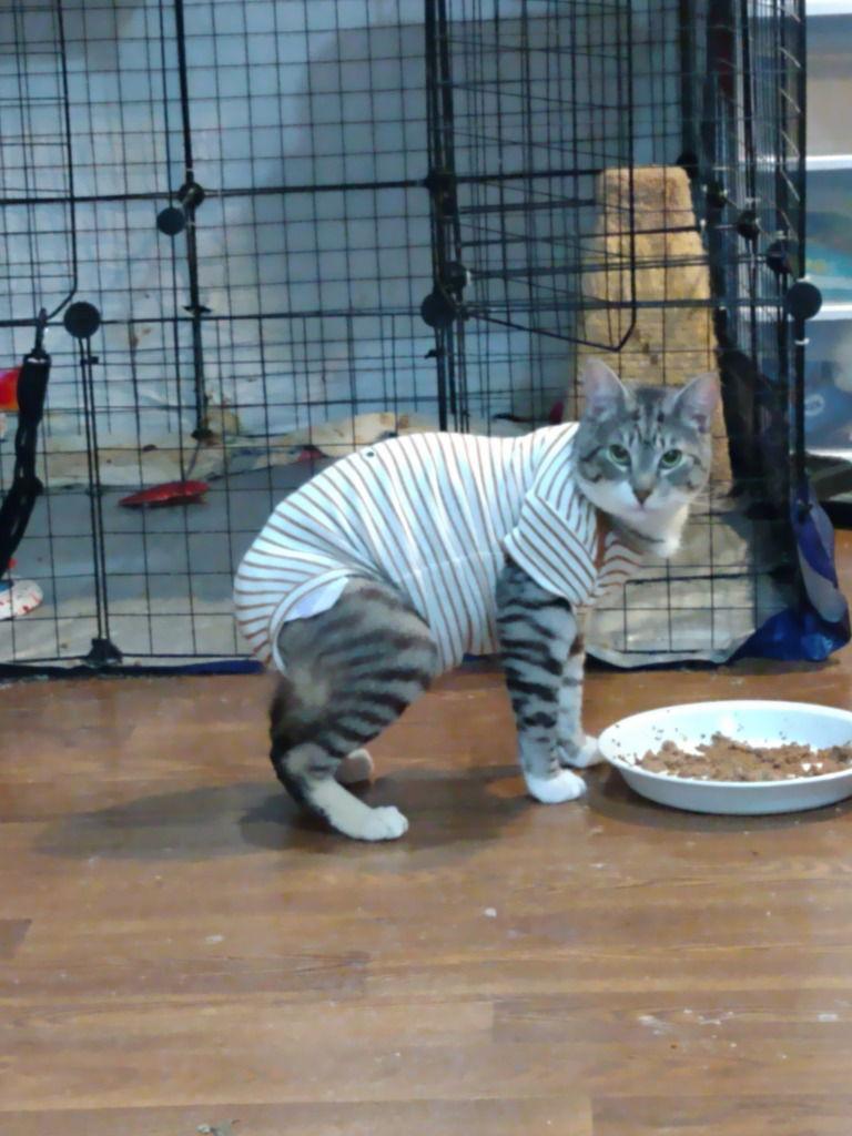 Monkey....Special Needs, a Adoptable Manx in Battle Ground, WA image 1/3