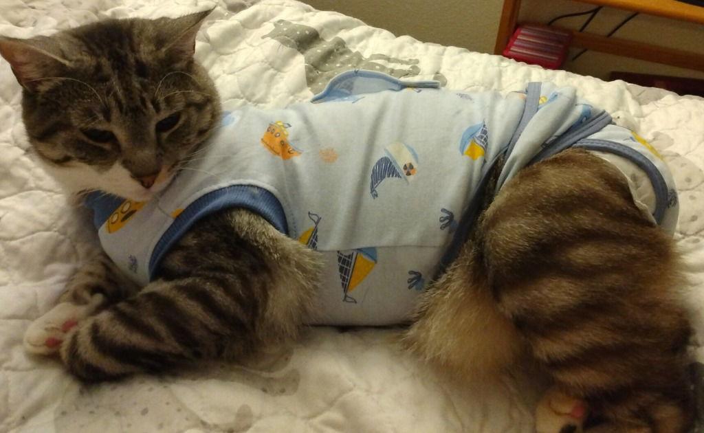 Monkey....Special Needs, a Adoptable Manx in Battle Ground, WA image 2/3