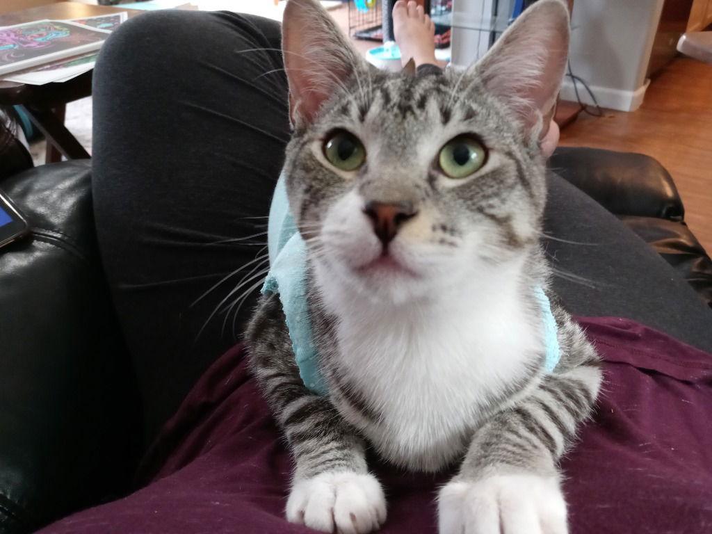 Monkey....Special Needs, a Adoptable Manx in Battle Ground, WA image 3/3