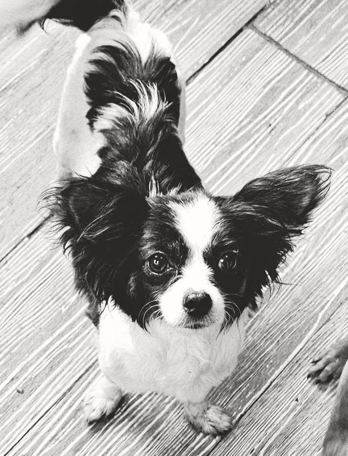 Enlarge Daisy, a ADOPTABLE mixed breed in Pocatello, ID image 3/5