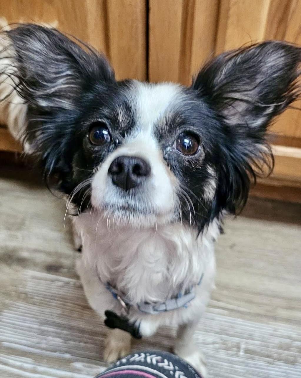 Daisy, ADOPTABLE, Adult Female Chihuahua.
