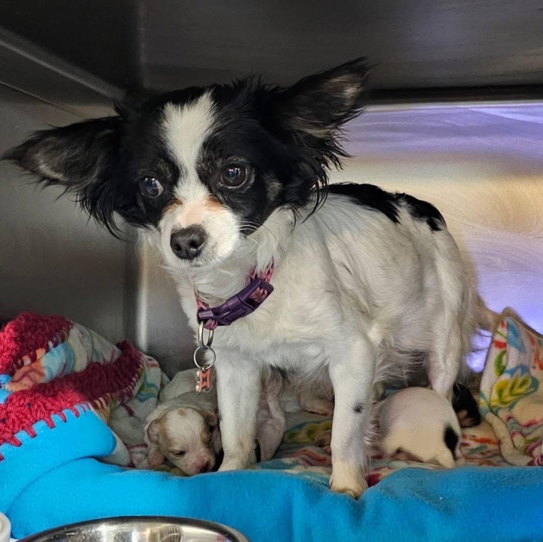 Enlarge Daisy, a ADOPTABLE mixed breed in Pocatello, ID image 5/5