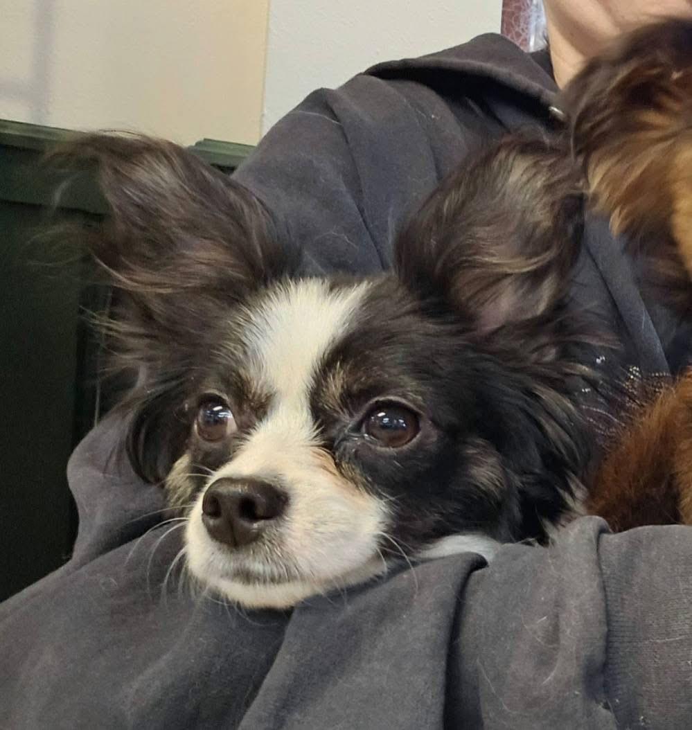 Enlarge Daisy, a ADOPTABLE mixed breed in Pocatello, ID image 4/5