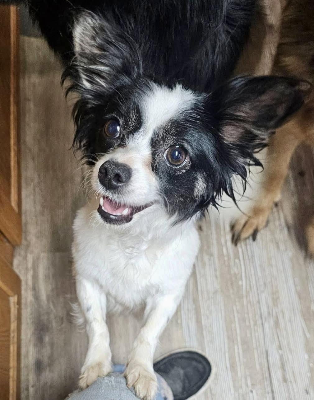 Enlarge Daisy, a ADOPTABLE mixed breed in Pocatello, ID image 2/5