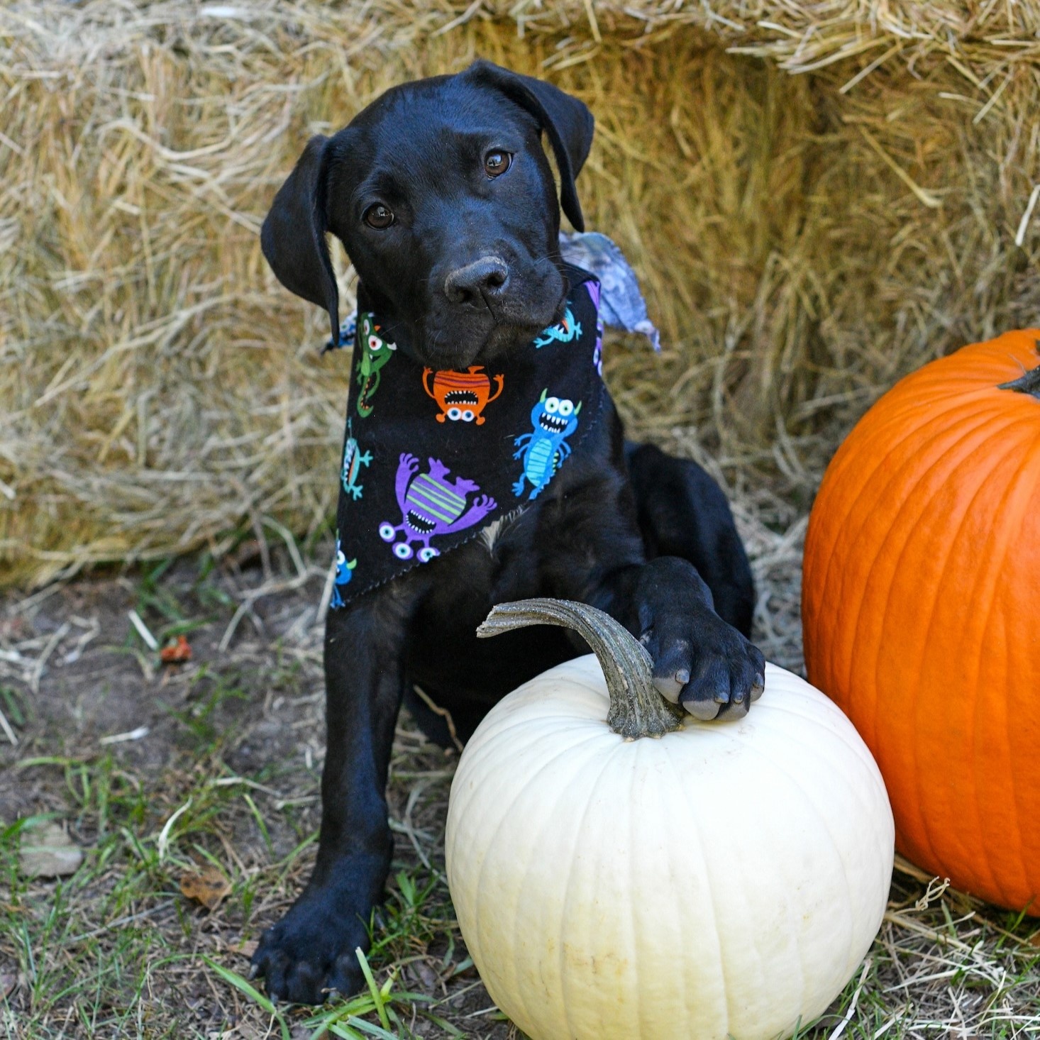 Dog for adoption Sailor, a Labrador Retriever & Bulldog Mix in Argyle