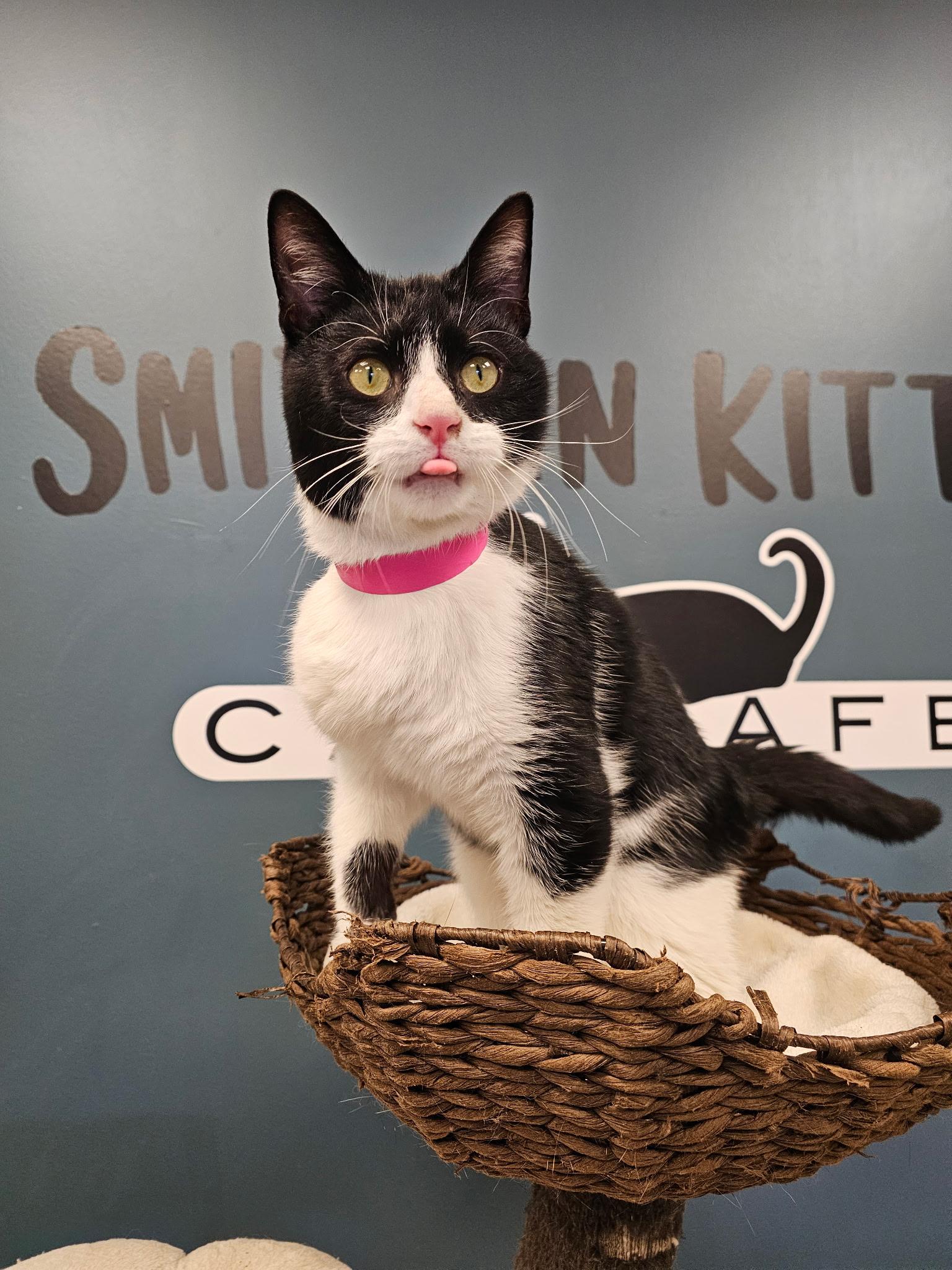 Bagel, ADOPTABLE, Adult Male Domestic Short Hair.