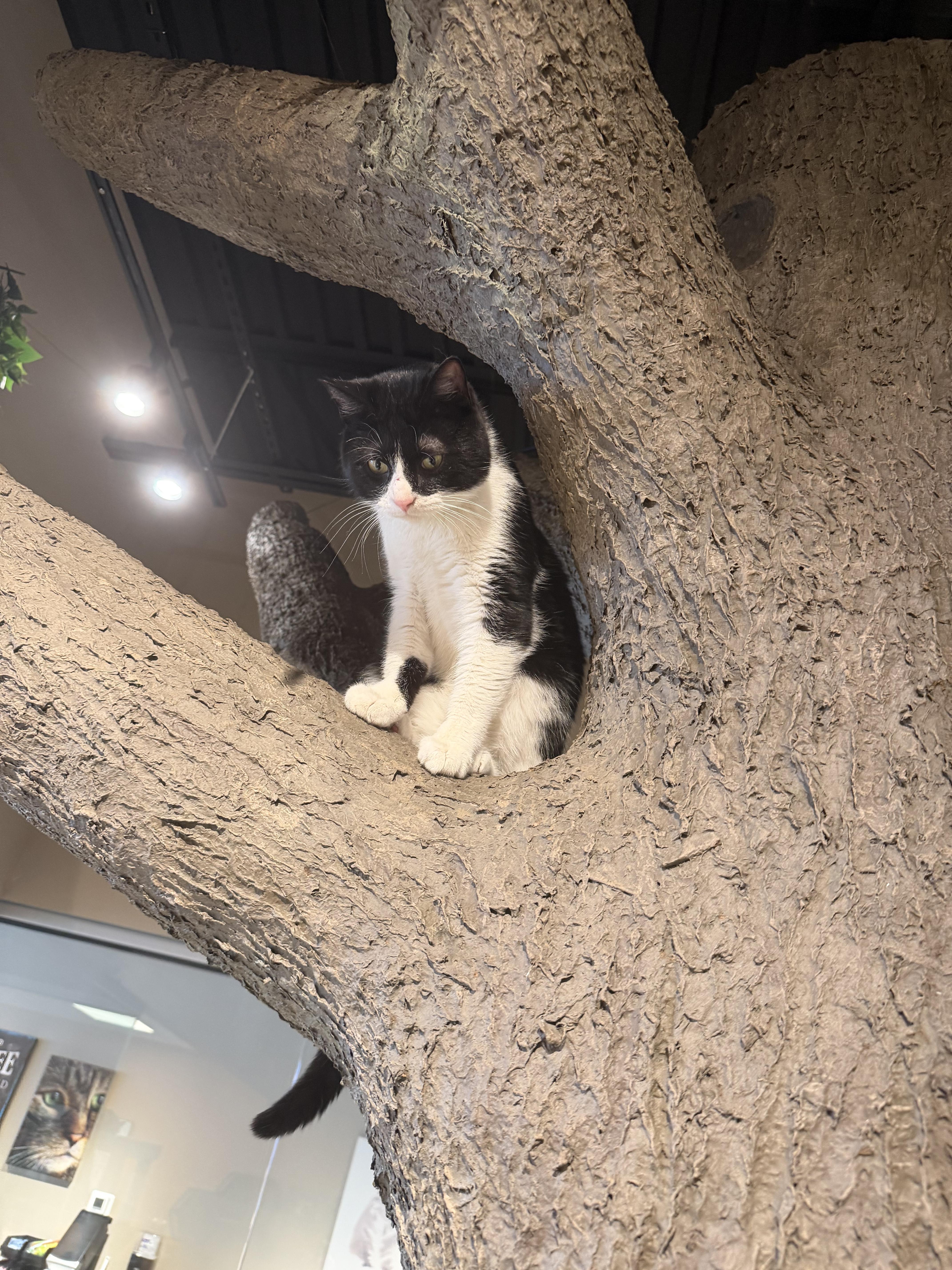 Enlarge Bagel, a ADOPTABLE Domestic Short Hair in Muncie, IN image 3/3