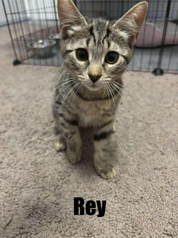 Rey, Adoptable, Kitten Female Domestic Short Hair.