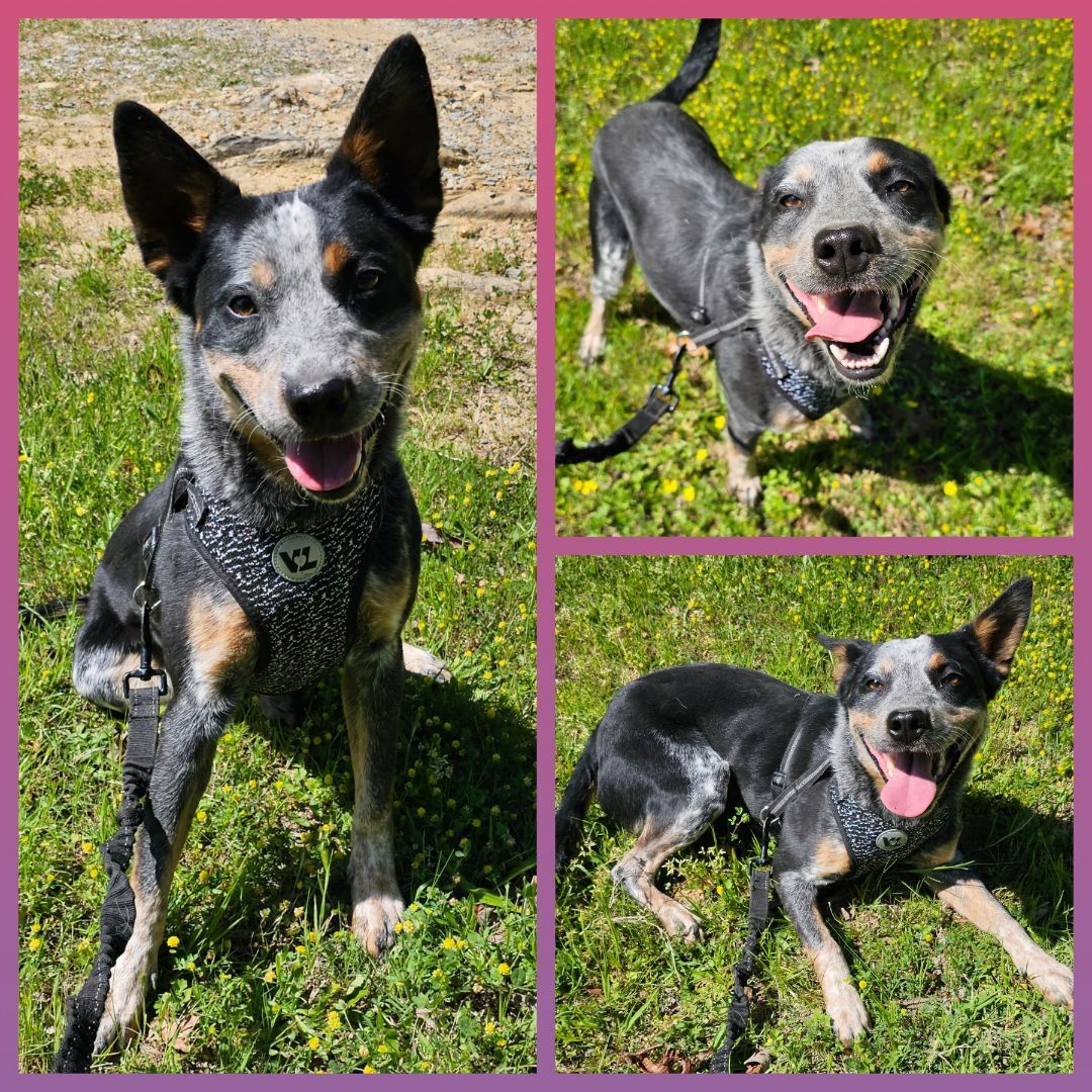 Calypso , Adopted, Young Female Australian Cattle Dog / Blue Heeler.