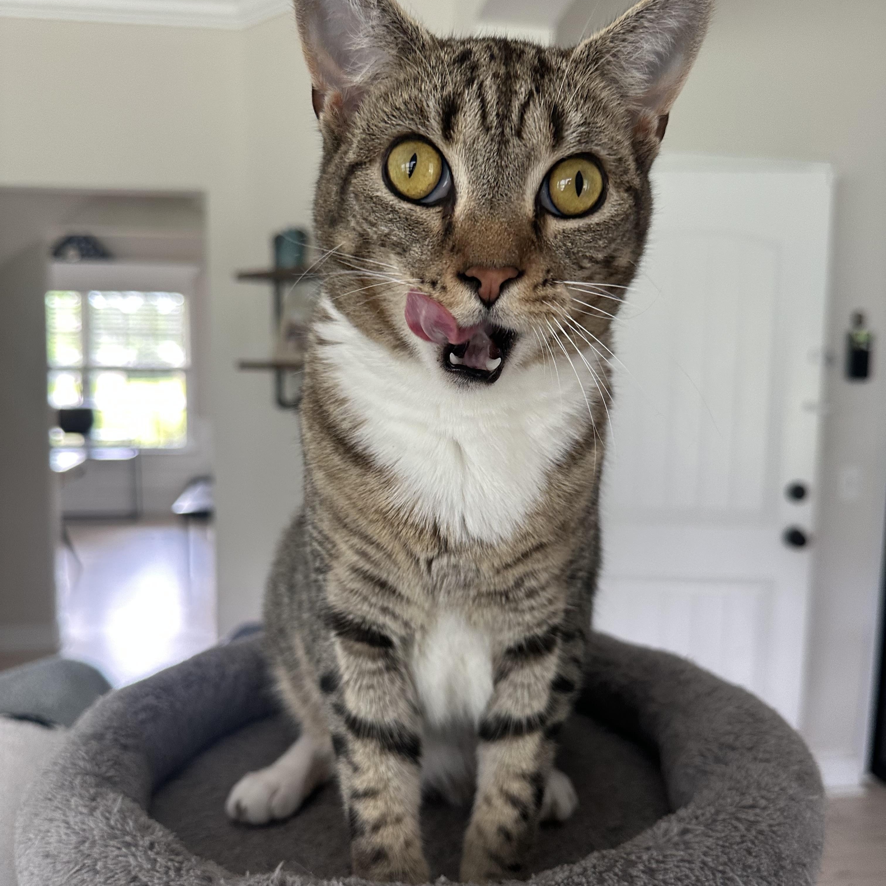 Enlarge Arnie, a Adoptable Domestic Short Hair in Savannah, GA image 3/6