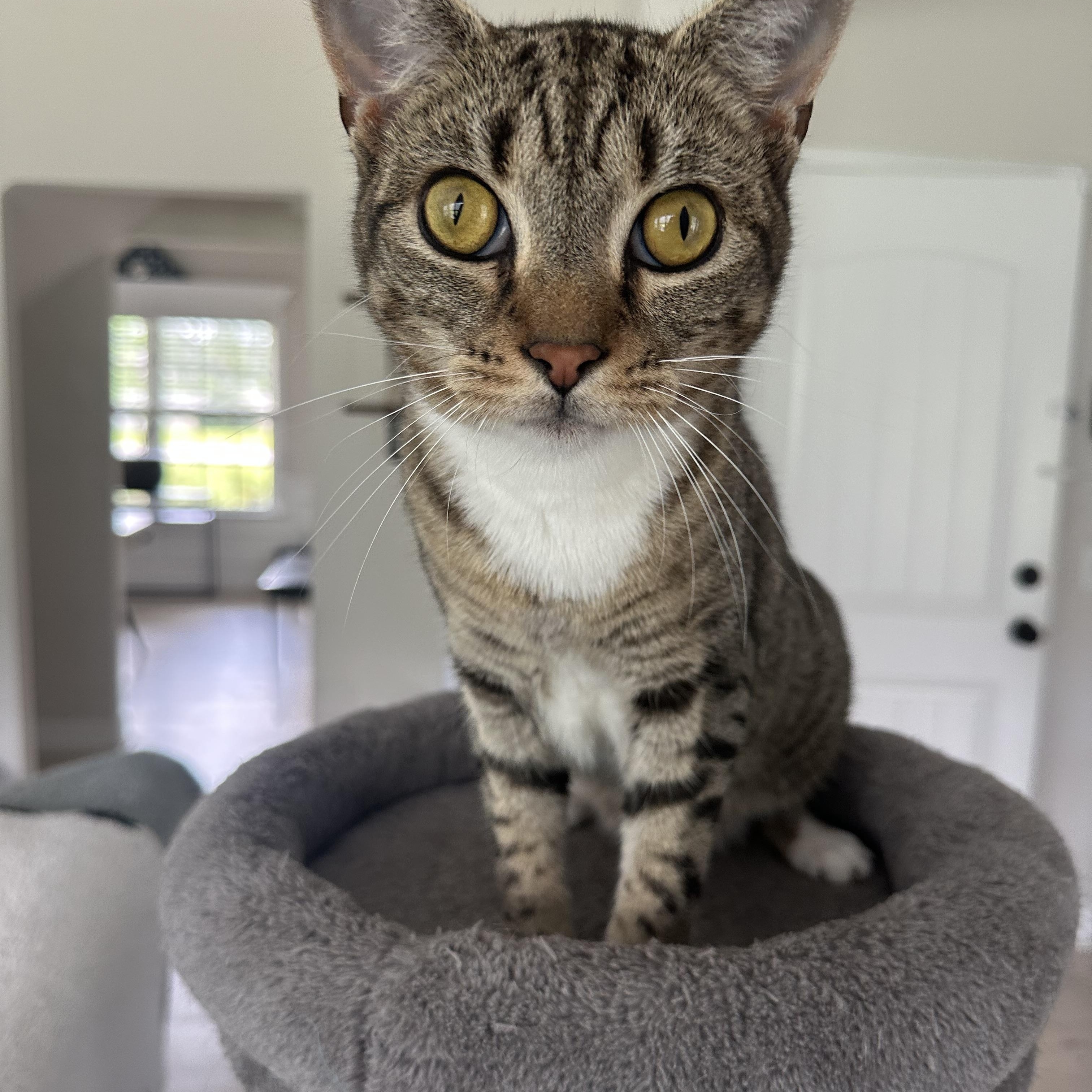 Enlarge Arnie, a Adoptable Domestic Short Hair in Savannah, GA image 1/6