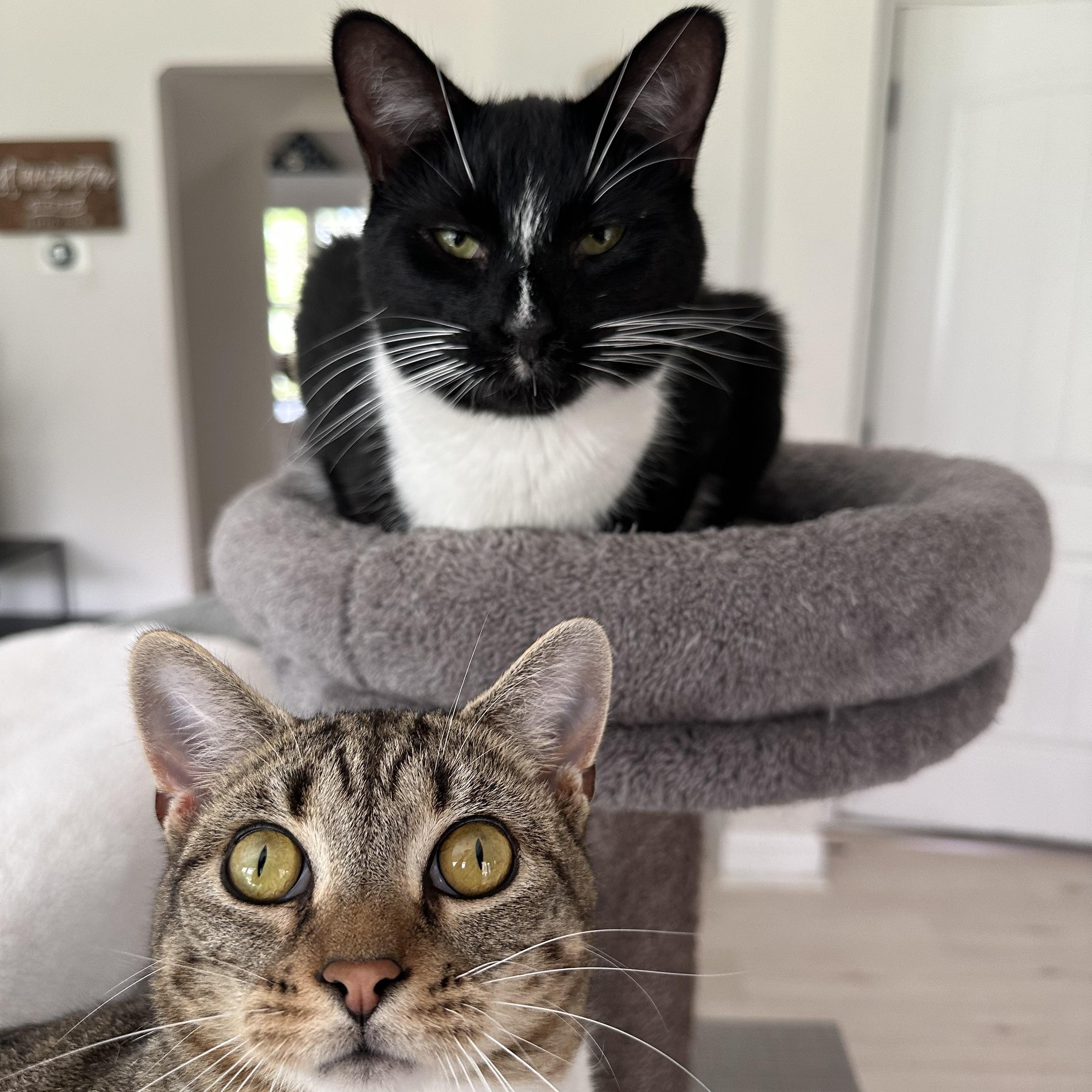 Enlarge Arnie, a Adoptable Domestic Short Hair in Savannah, GA image 4/6