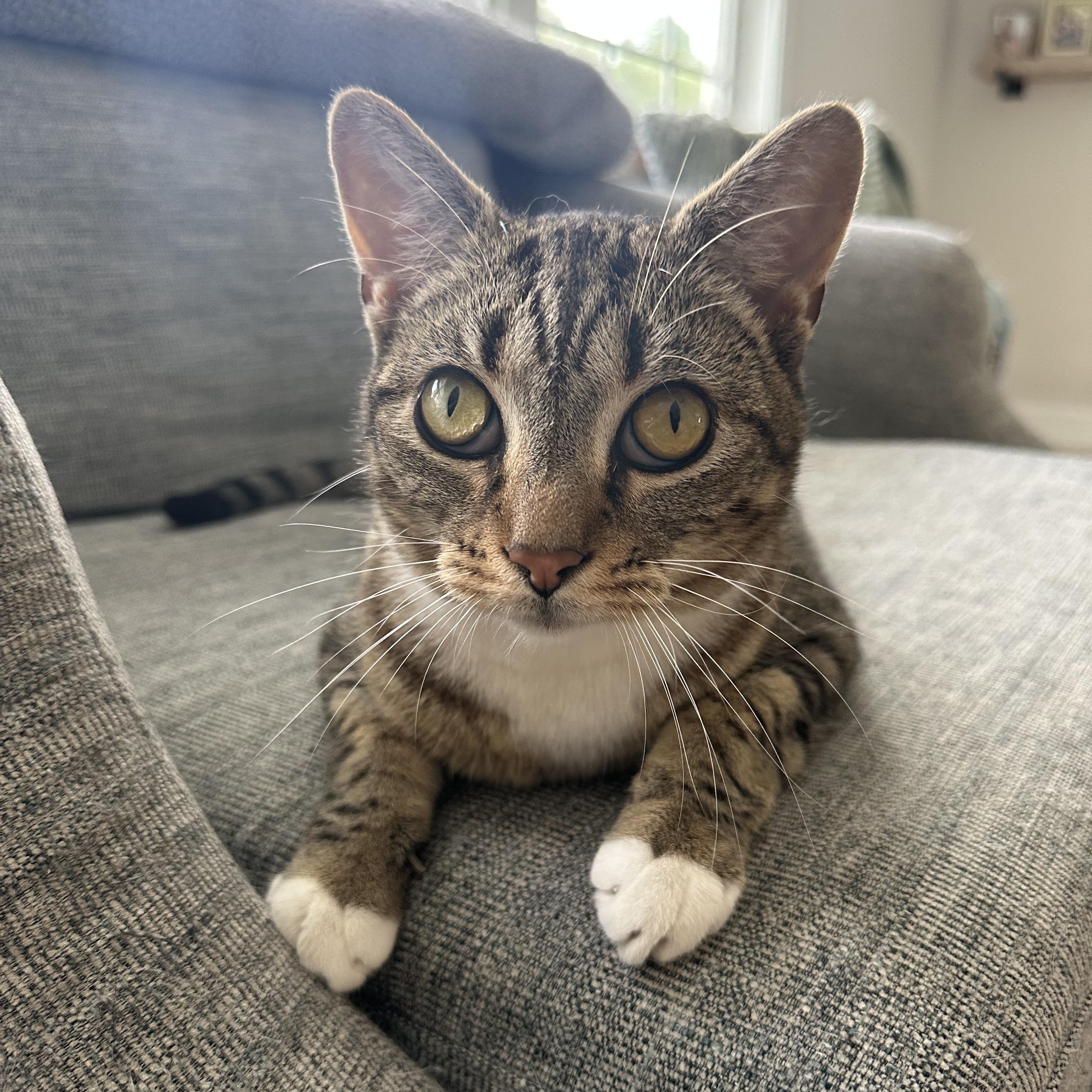 Enlarge Arnie, a Adoptable Domestic Short Hair in Savannah, GA image 5/6