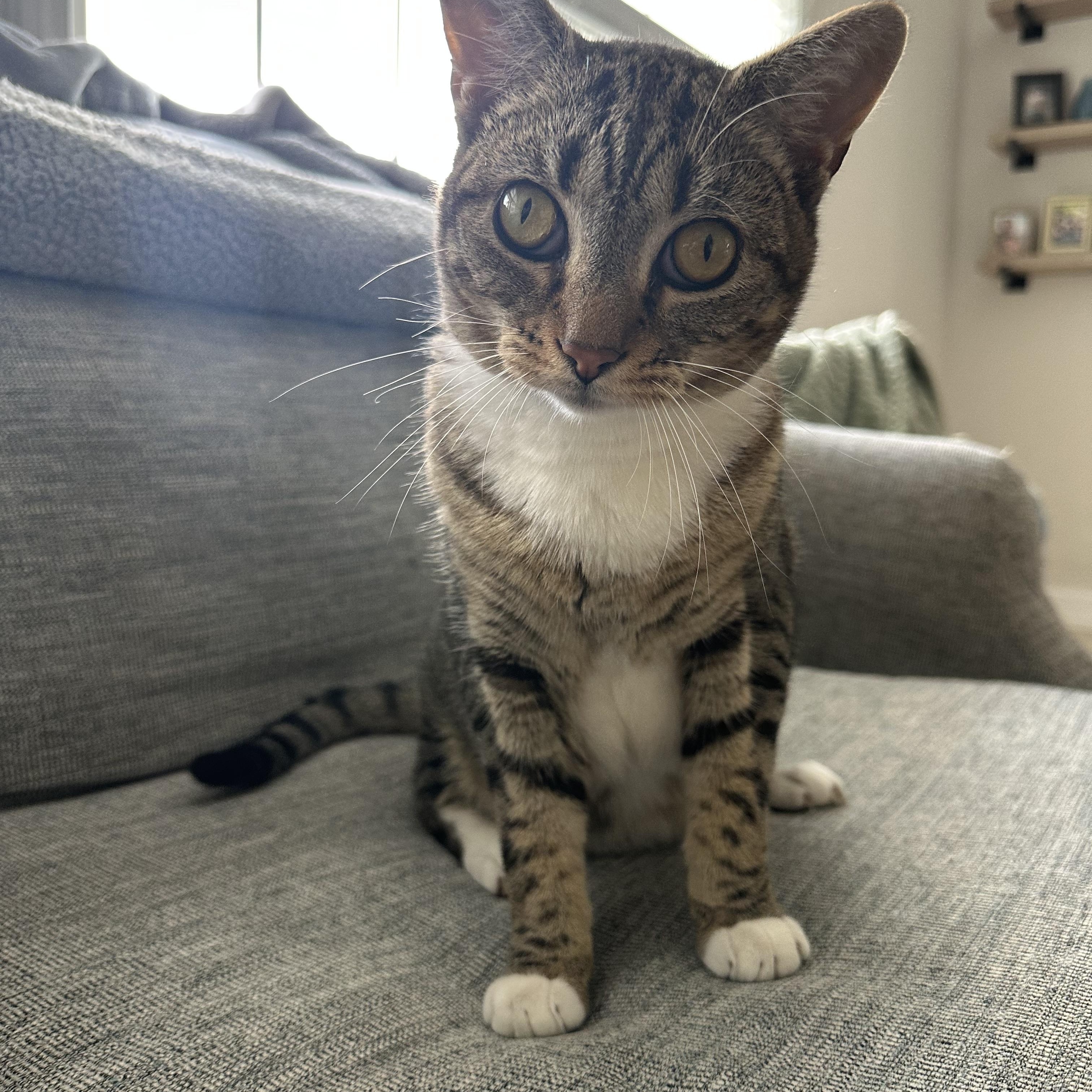 Enlarge Arnie, a Adoptable Domestic Short Hair in Savannah, GA image 6/6