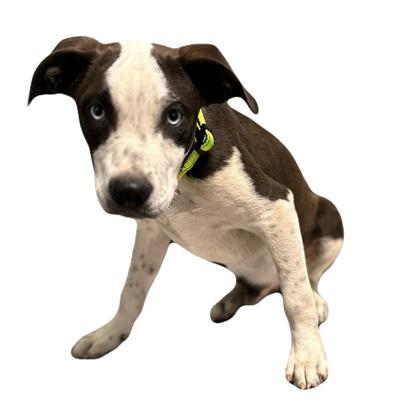 Enlarge Sheldon, a Adoptable mixed breed in Red Bluff, CA image 4/4