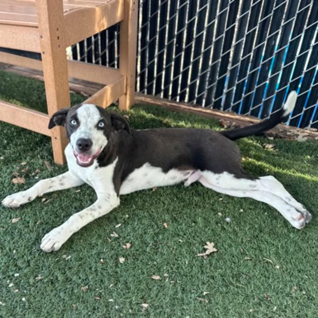 Enlarge Sheldon, a Adoptable mixed breed in Red Bluff, CA image 2/4