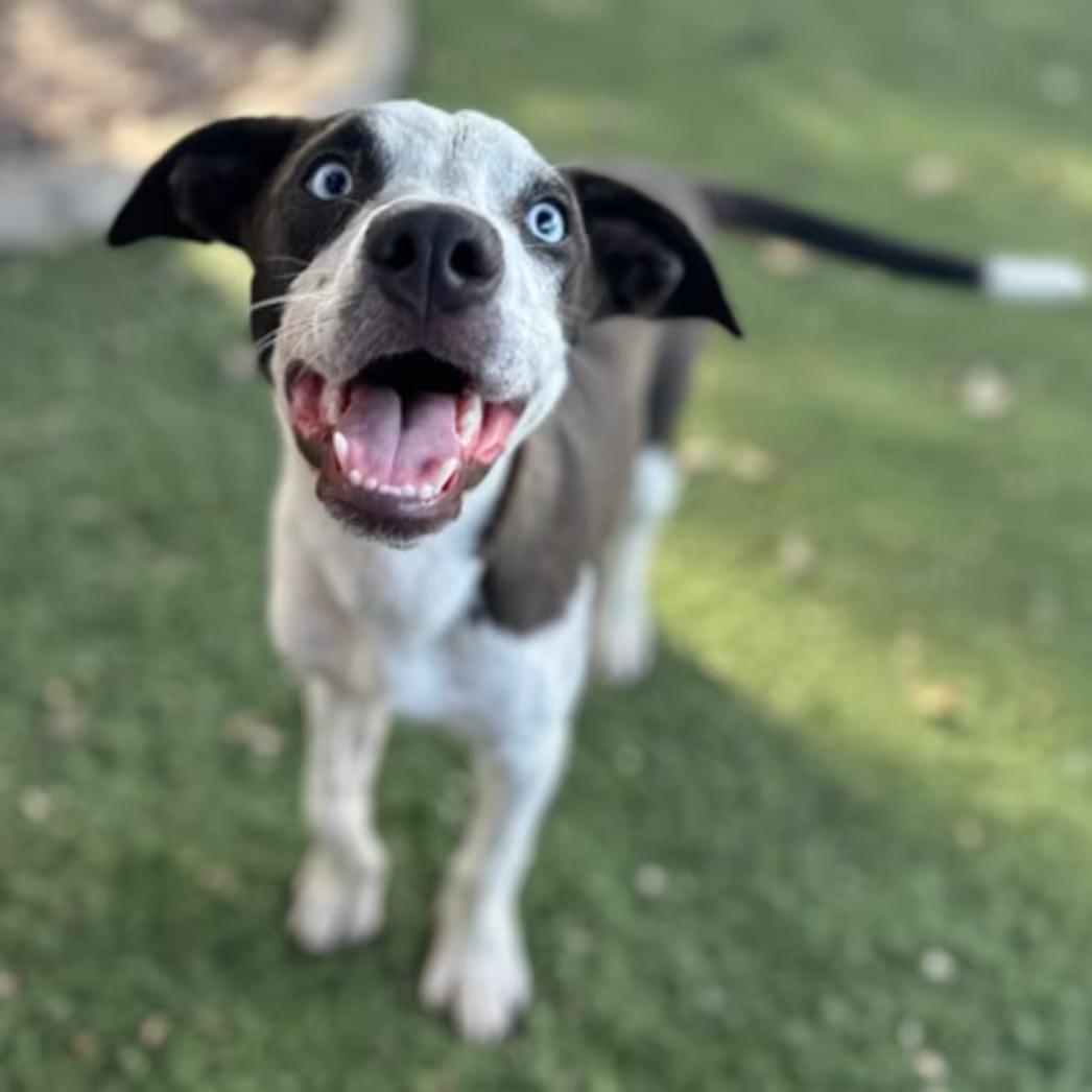 Enlarge Sheldon, a Adoptable mixed breed in Red Bluff, CA image 3/4